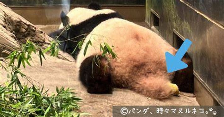 パンダのしっぽは暗色系に見えやすい